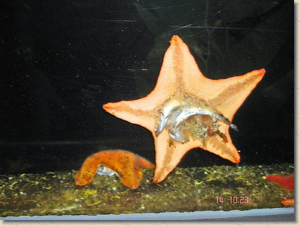 Nächstes Bild